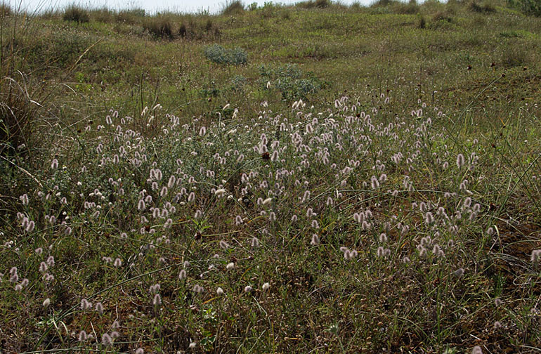 <i>Trifolium arvense</i> L. subsp. <i>arvense</i>