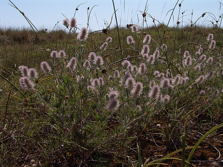 <i>Trifolium arvense</i> L. subsp. <i>arvense</i>