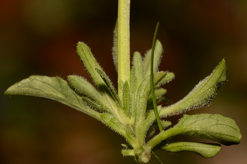 <i>Viola aethnensis</i> (Ging. & DC.) Strobl subsp. <i>splendida</i> (W.Becker) Merxm. & Lippert