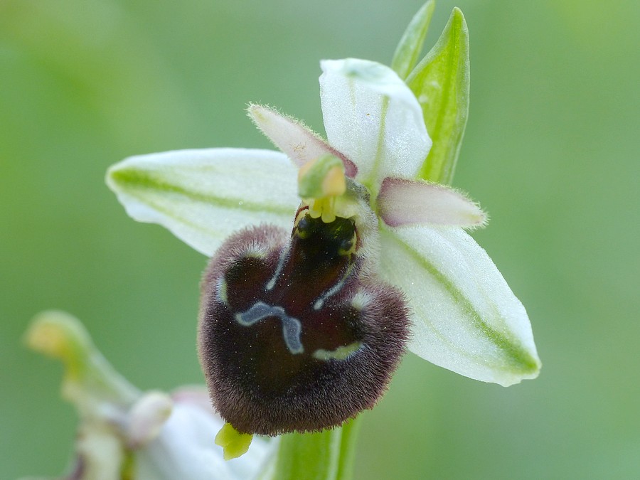 <i>Ophrys pollinensis</i> E.Nelson ex Devillers-Tersch. & Devillers