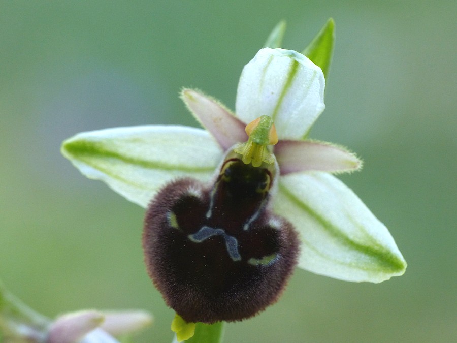 <i>Ophrys pollinensis</i> E.Nelson ex Devillers-Tersch. & Devillers