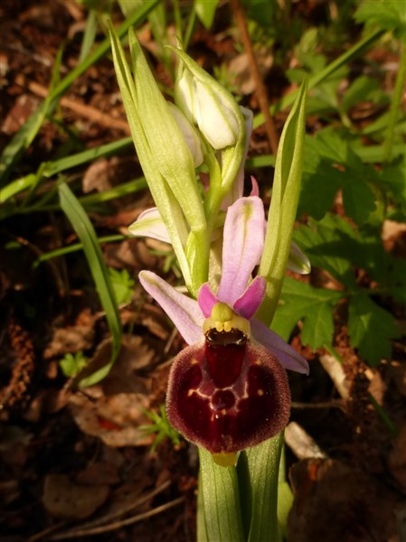<i>Ophrys biscutella</i> O.Danesch & E.Danesch