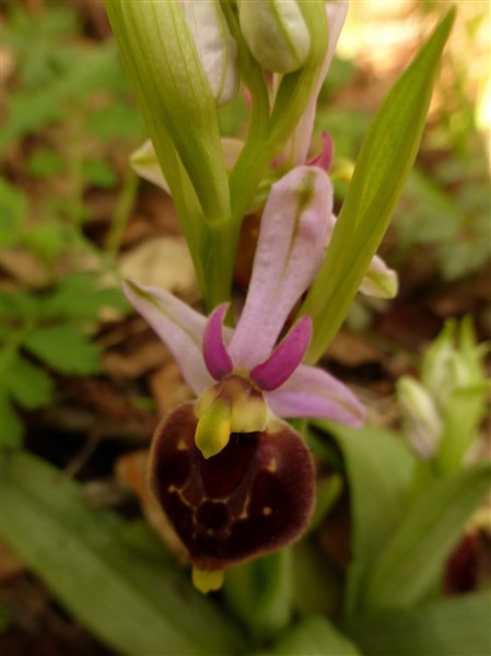 <i>Ophrys biscutella</i> O.Danesch & E.Danesch