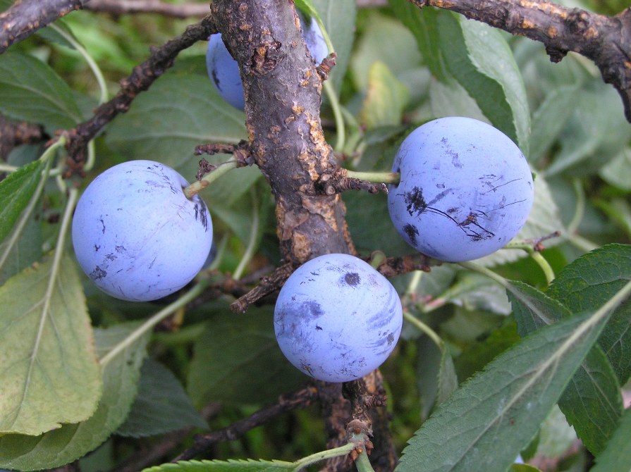 <i>Prunus domestica</i> L.