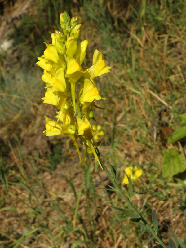 <i>Linaria angustissima</i> (Loisel.) Borbás