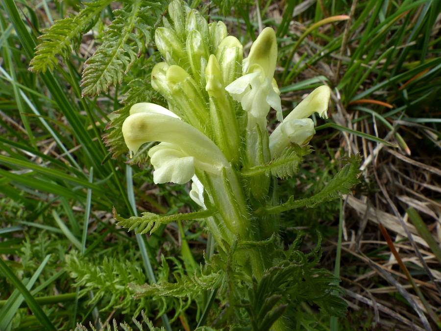 <i>Pedicularis comosa</i> L. subsp. <i>comosa</i>