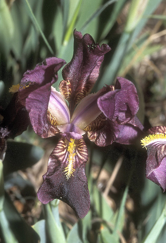 <i>Iris lutescens</i> Lam.