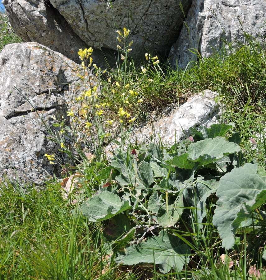 <i>Brassica trichocarpa</i> C.Brullo, Brullo, Giusso & Ilardi