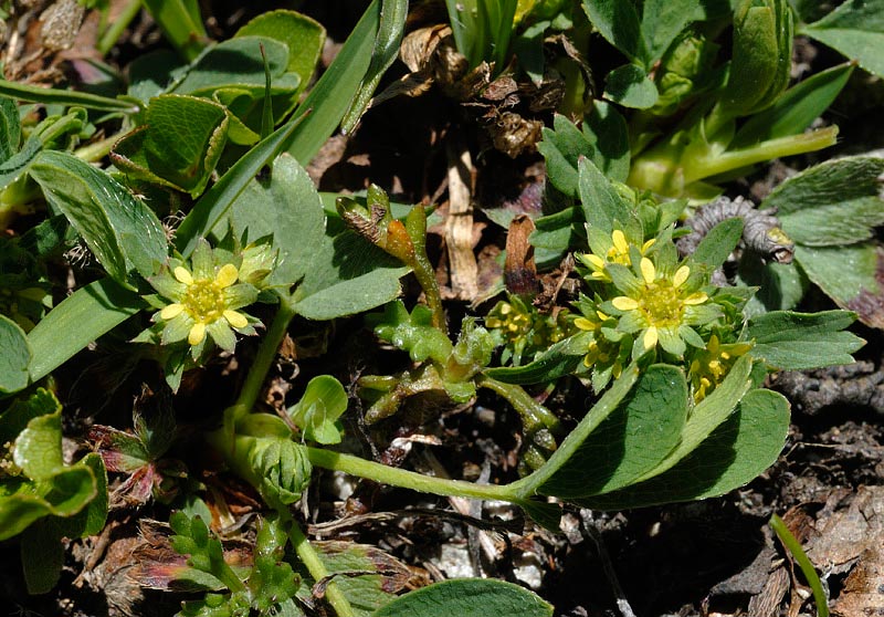 <i>Sibbaldia procumbens</i> L.