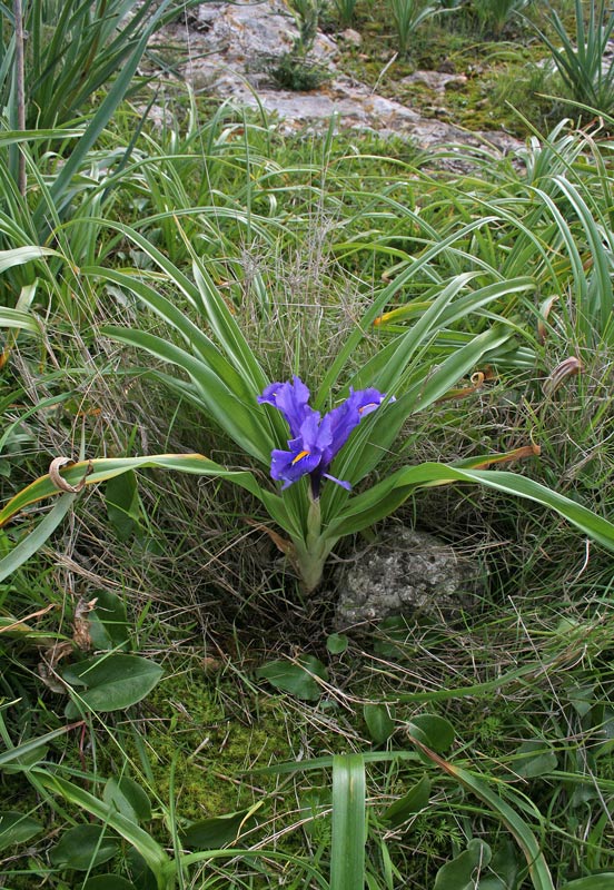 Iris planifolia (Mill.) Fiori