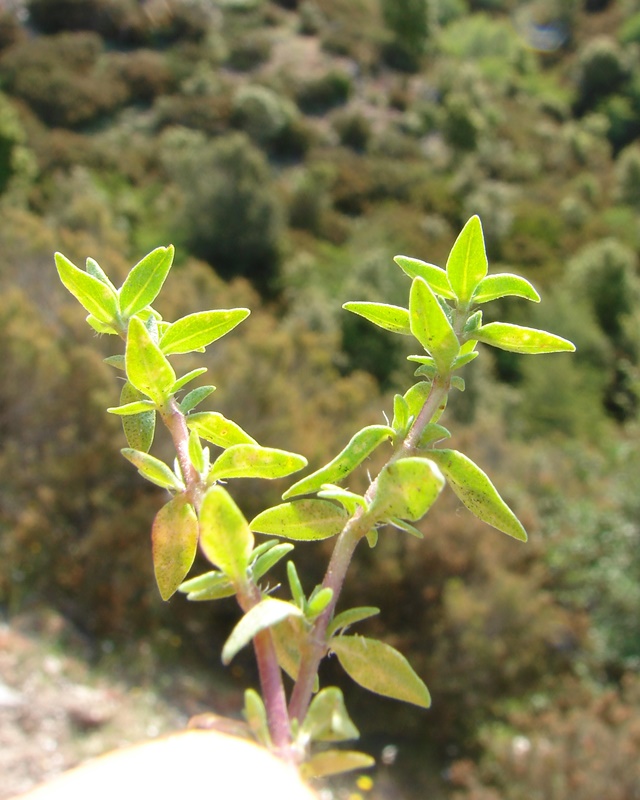 <i>Thymus herba-barona</i> Loisel.