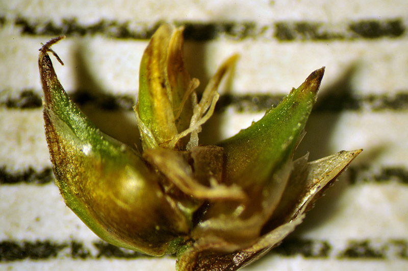 <i>Carex diandra</i> Schrank