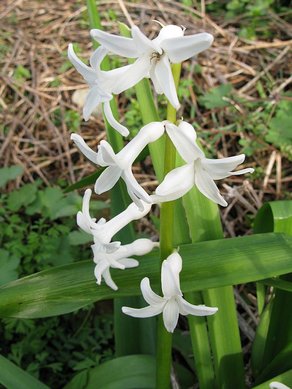 <i>Hyacinthus orientalis</i> L.