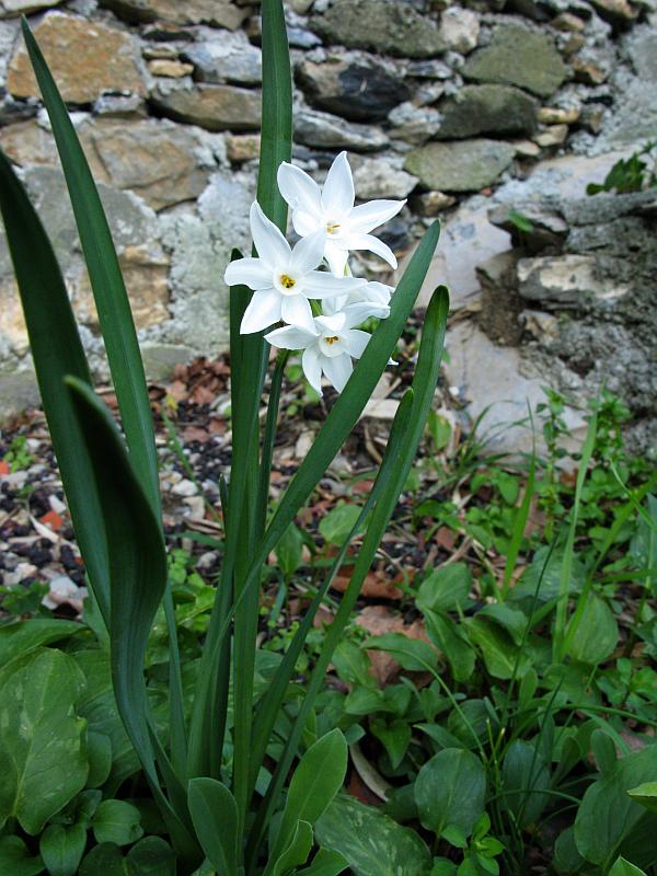 41c Narcissus papyraceus94 sori febbraio 2009.jpg