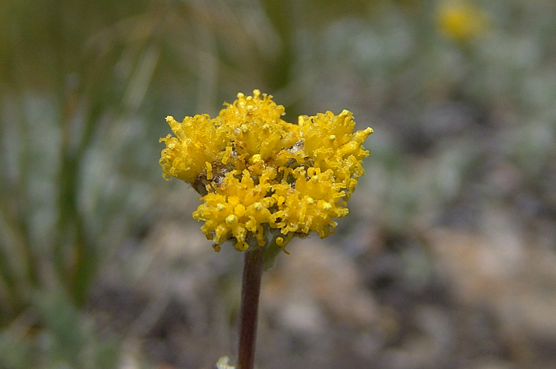 <i>Artemisia glacialis</i> L.