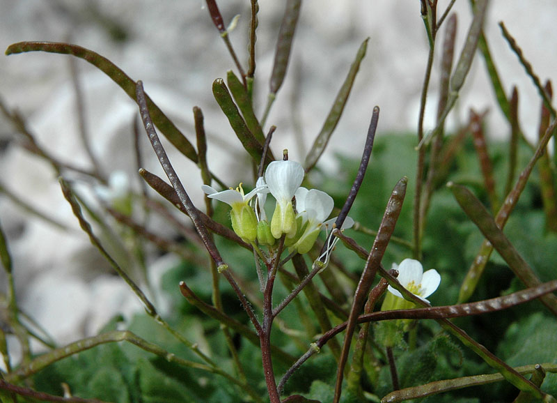 Arabis bellidifolia1.JPG