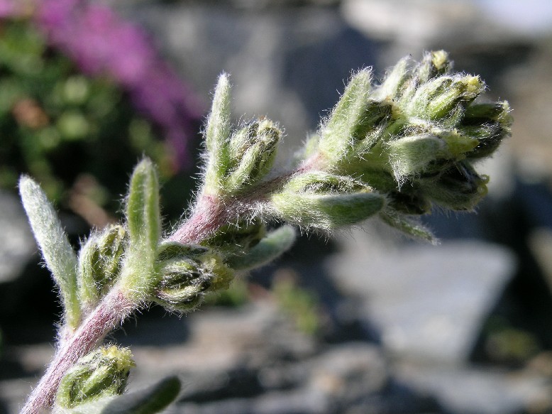 Artemisia genipi.4.JPG