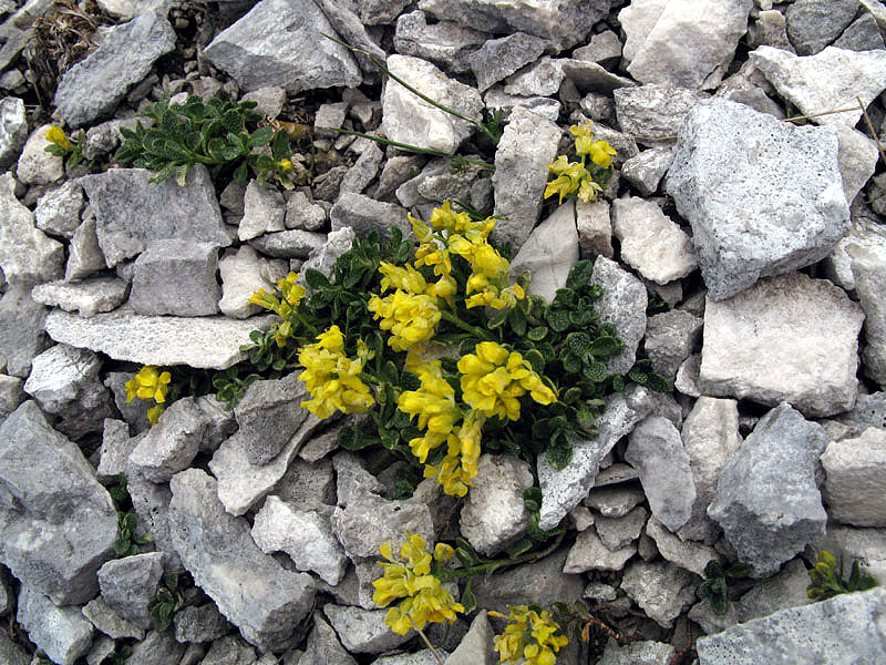 <i>Alyssum wulfenianum</i> Bernh. subsp. <i>ovirense</i> (A.Kern.) Magauer, Schönsw. & Frajman