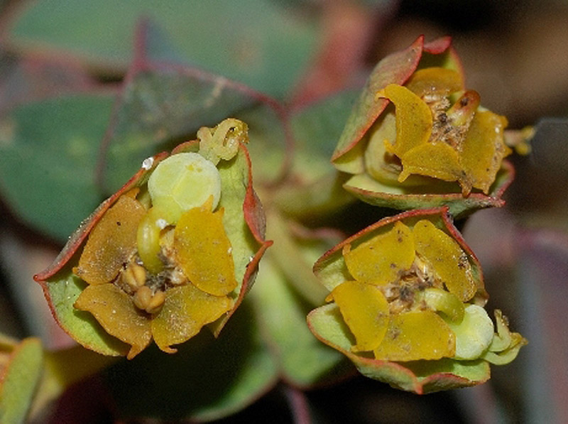 <i>Euphorbia adriatica</i> Stojilkovič, Záveská & Frajman