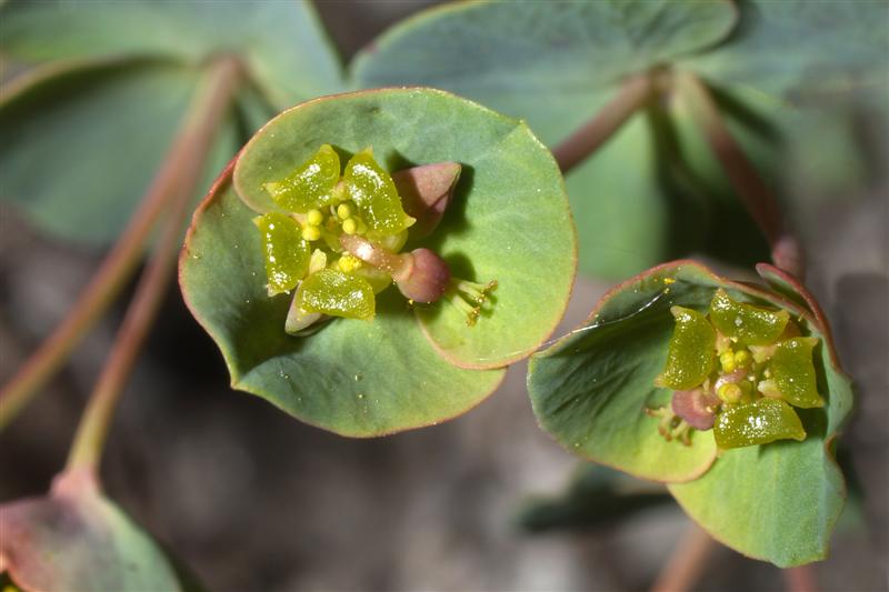 Euphorbia valliniana Belli3.jpg