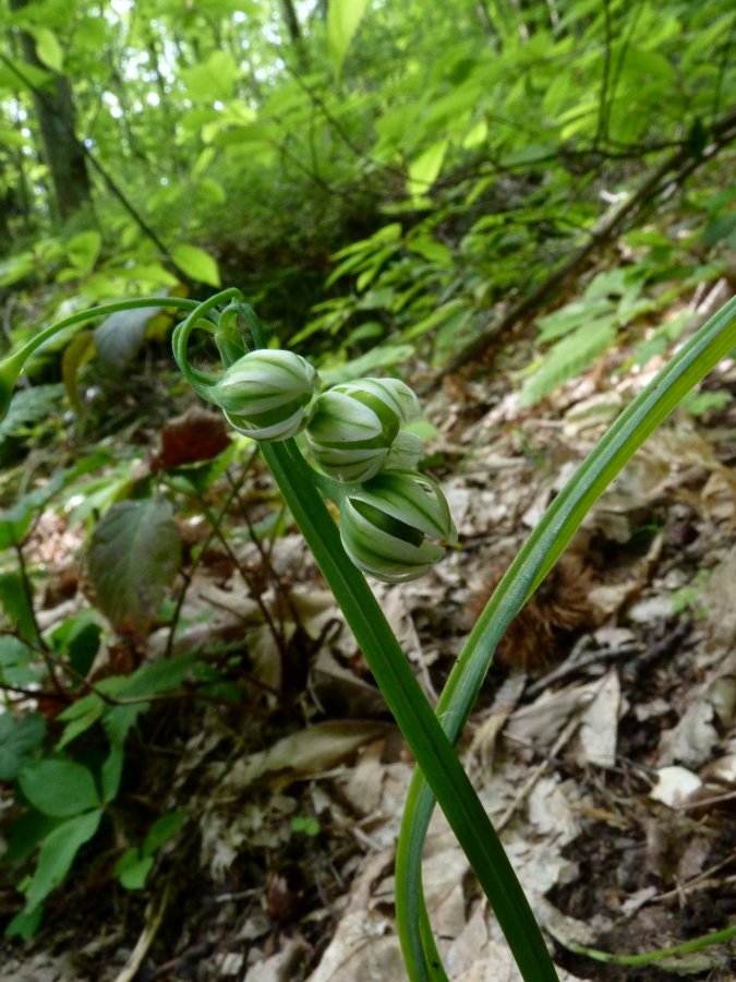 <i>Allium pendulinum</i> Ten.