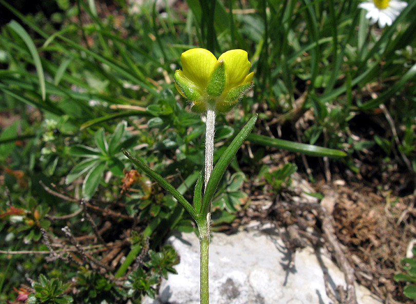 <i>Ranunculus carinthiacus</i> Hoppe