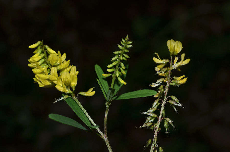 <i>Trigonella altissima</i> (Thuill.) Coulot & Rabaute