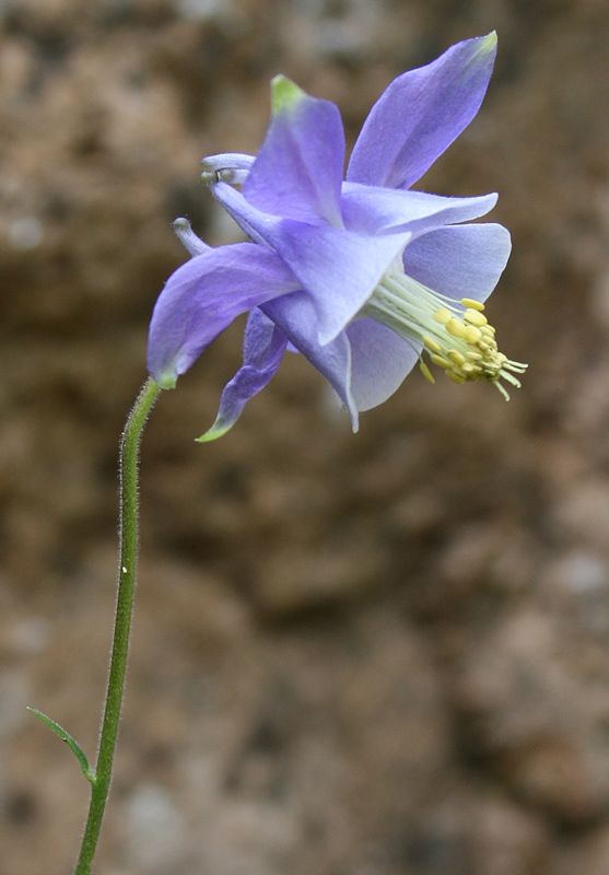 <i>Aquilegia nugorensis</i> Arrigoni & E.Nardi
