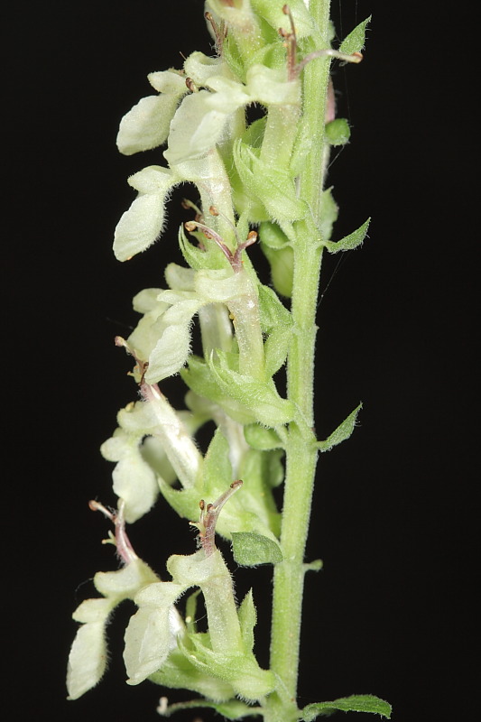 <i>Teucrium scorodonia</i> L.