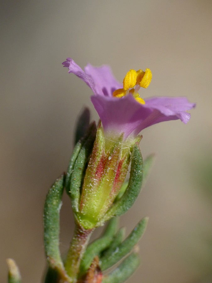 <i>Frankenia laevis</i> L. subsp. <i>laevis</i>