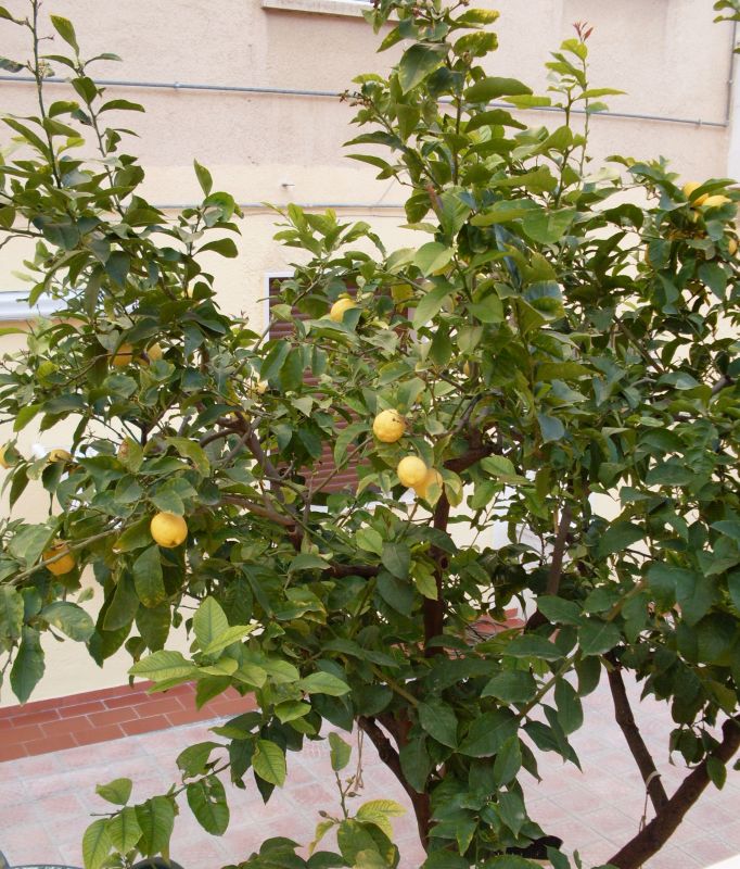 <i>Citrus x limon</i> (L.) Osbeck