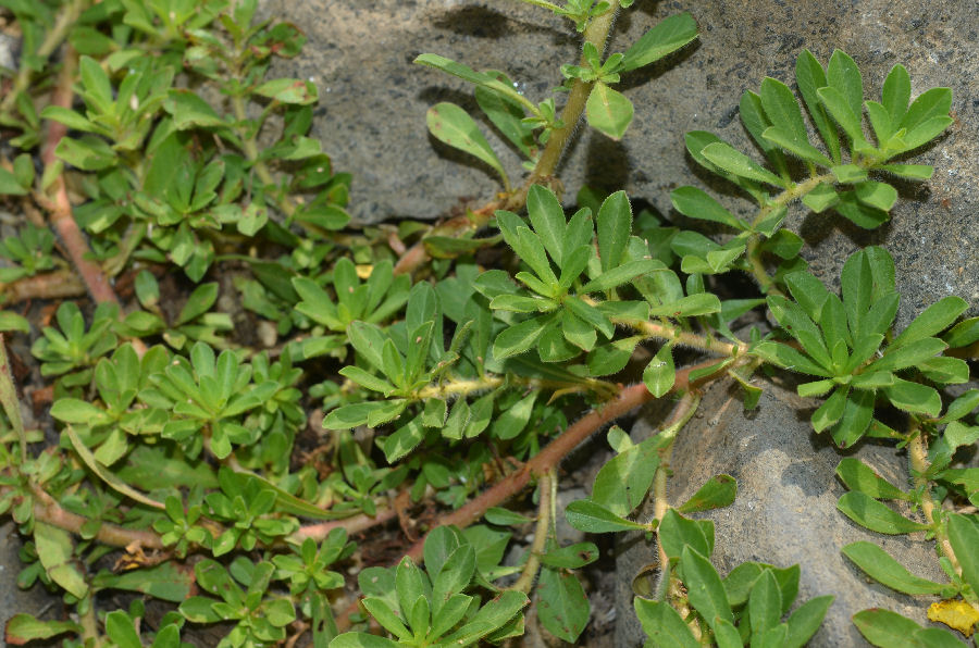 <i>Ludwigia peploides</i> (Kunth) P.H.Raven subsp. <i>montevidensis</i> (Spreng.) P.H.Raven