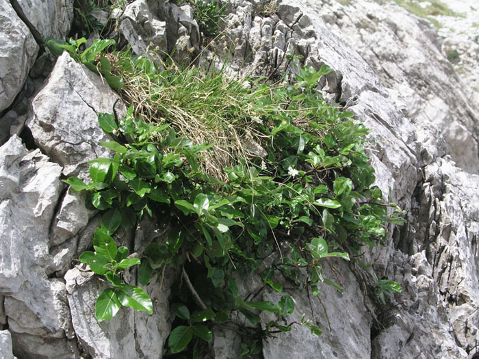 <i>Salix crataegifolia</i> Bertol.