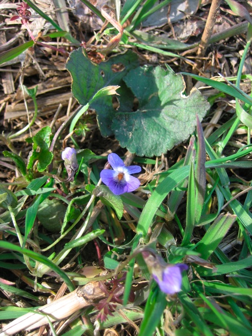 Viola alba ibrido.jpg