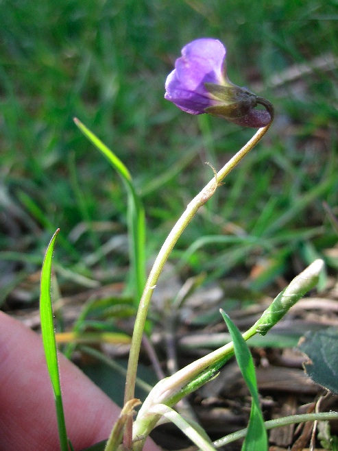Viola alba ibrido 9.jpg