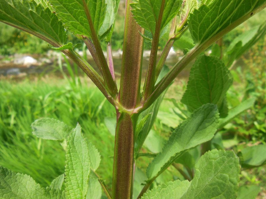 Scrophularia auricolata (1).jpg