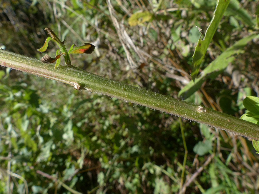 <i>Oenothera oehlkersii</i> Kappus ex Rostański