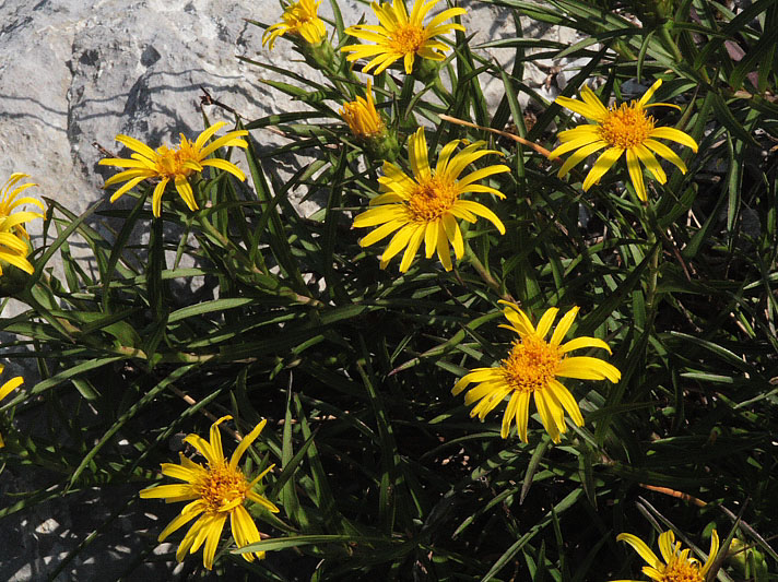 <i>Pentanema ensifolium</i> (L.) D.Gut.Larr., Santos-Vicente, Anderb., E.Rico & M.M.Mart.Ort.