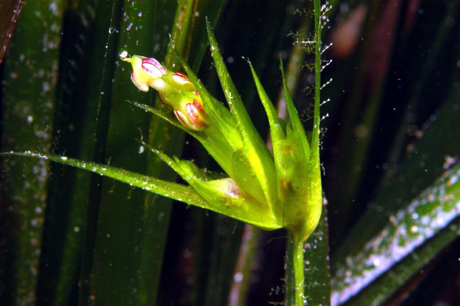 <i>Posidonia oceanica</i> (L.) Delile