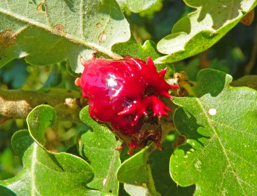 Andricus dentimitratus (Rejto, 1887) su Quercus pubescens Willd.