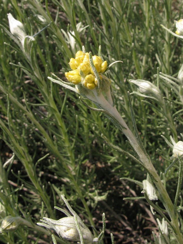 <i>Helichrysum stoechas</i> (L.) Moench