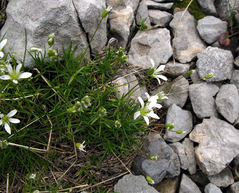 <i>Sabulina austriaca</i> (Jacq.) Rchb.