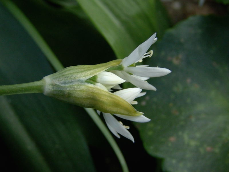 13 Allium ursinum L. Cassano - 008.jpg