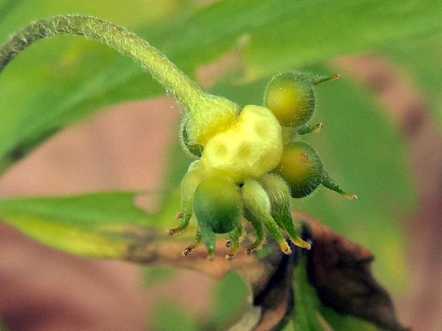 Anemonoides_ranunculoides_frutti%20(4).jpg