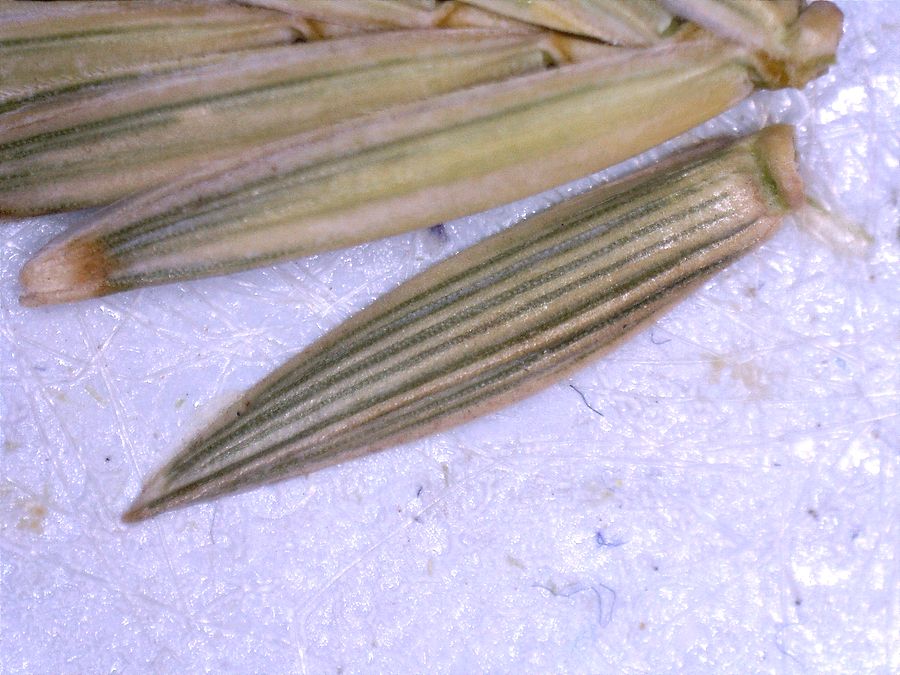<i>Elymus repens</i> (L.) Gould subsp. <i>repens</i>