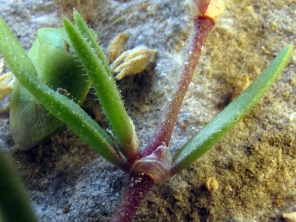 <i>Spergularia marina</i> (L.) Besser