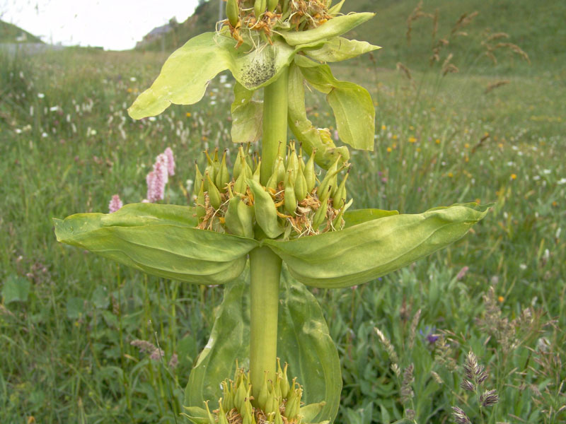 <i>Gentiana lutea</i> L. subsp. <i>lutea</i>