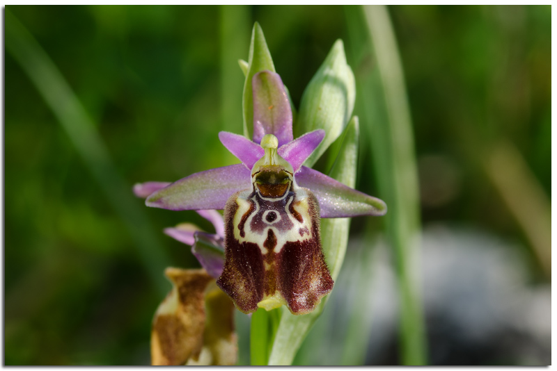 <i>Ophrys apulica</i> (O.Danesch & E.Danesch) O.Danesch & E.Danesch