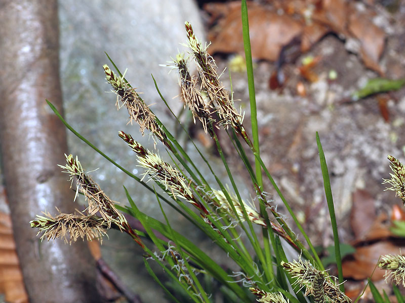 <i>Carex austroalpina</i> Bech.