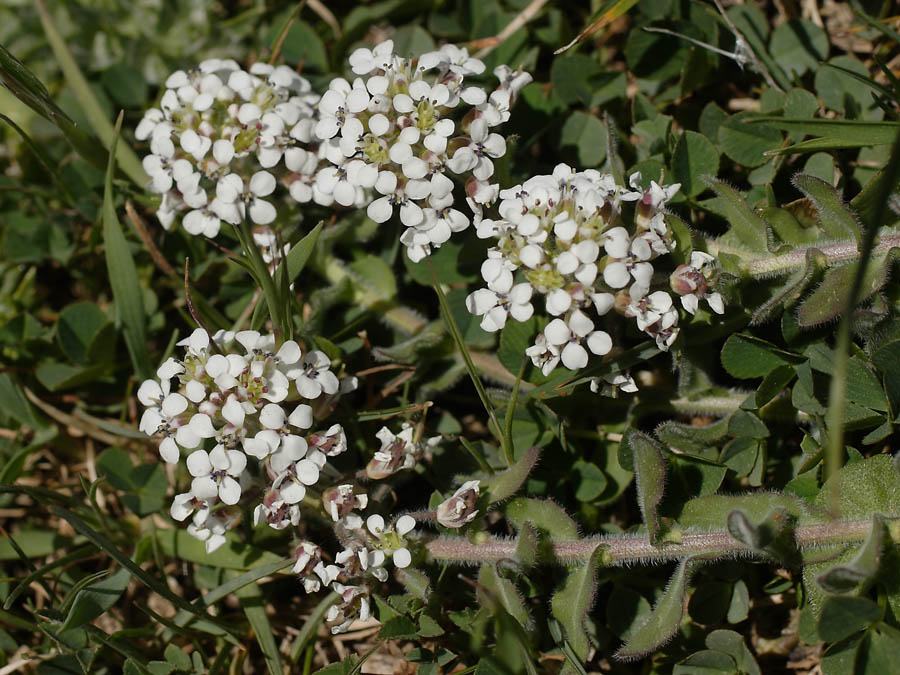 <i>Lepidium hirtum</i> (L.) Sm. subsp. <i>nebrodense</i> (Raf.) Thell.